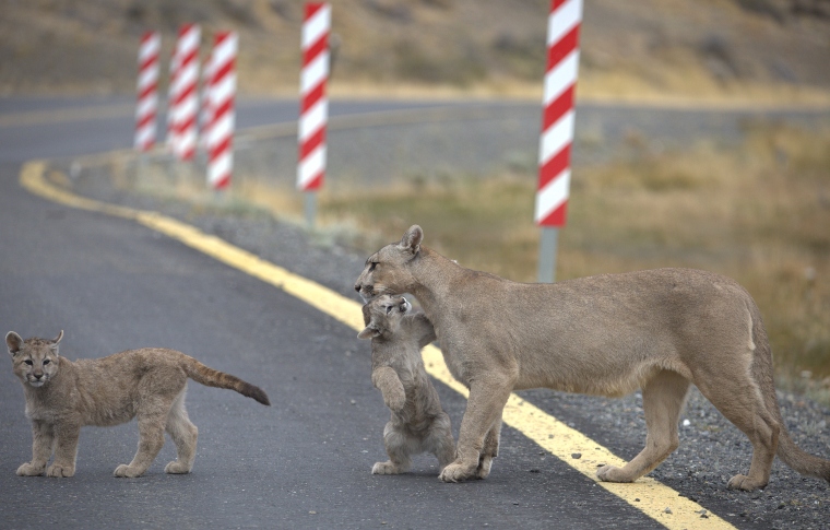 a mother puma and her two cubs crossing the road